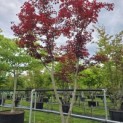 Acer palmatum 'Skeeter's Broom' - 3