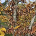 Carpinus Betulus - Foto 4