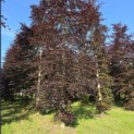 Fagus sylvatica 'Atropunicea' - Foto 4