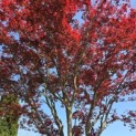 acer palmatum 'Atropurpureum' - Foto 2