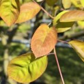 Amelanchier lamarckii - 1