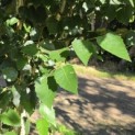 Betula utilis 'Jacquemontii' (Doorenbos) - 4