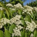 Cornus controversa - 4