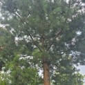 Pinus sylvestris - 1