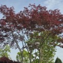 Acer palmatum 'Trompenburg' - Foto 1