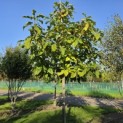 Magnolia tripetala - 1