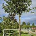 Quercus ilex - 2