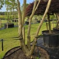 Heptacodium miconioides - Foto 4