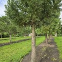 Sequoiadendron giganteum 'Glaucum' - 5