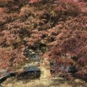Acer palmatum 'Dragon's fire' - 2