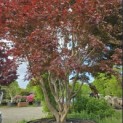 Acer palmatum 'Atropurpureum' - Foto 3