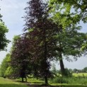 Fagus sylvatica 'Atropunicea' - mei 2026