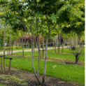 Parrotia persica - 1