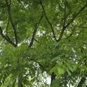 Gymnocladus dioica - 3