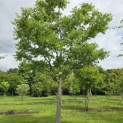 Phellodendron amurense - 6