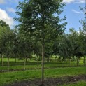 Prunus avium 'Plena' - Foto 1