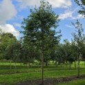 Prunus avium 'Plena' - Foto 2