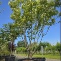 Cornus kousa 'Milky Way' - Foto 3