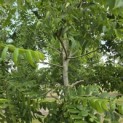 Juglans nigra - Foto 4