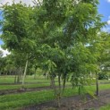Robinia margaretta 'Casque Rouge' - Foto 2