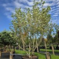 Cornus kousa 'Milky Way' - 2