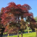 Acer palmatum 'Garnet' - Foto 3