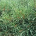 Pinus sylvestris 'Watereri' - Foto 7