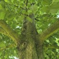Carpinus Betulus - 8
