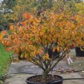Hamamelis Mollis - 2