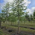 Prunus serrulata 'Shirotae' - Foto 1