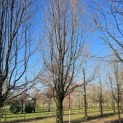 Carpinus betulus 'Frans Fontaine'   (Fastigiata) - 6