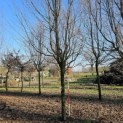 Carpinus betulus 'Frans Fontaine'   (Fastigiata) - 5