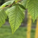 Koelreuteria paniculata - 5