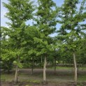 Ginkgo biloba - 2