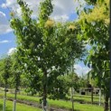 Syringa pekinensis 'China Snow' - Foto 4