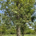 Quercus Suber - 2