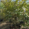Hamamelis mollis 'Arnold Promise' - Foto 3