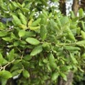 Quercus Suber - Foto 3