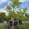 Juglans regia - 1