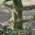 Carpinus betulus - 4