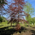 Fagus sylvatica 'Atropunicea' - 2