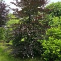 Fagus sylvatica 'Atropunicea' - 1