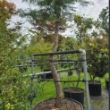Cupressocyparis x Leylandii - 2