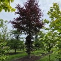 Fagus sylvatica 'Atropunicea' - juni 2026