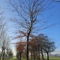 Fagus sylvatica 'Atropunicea' - januari 2024