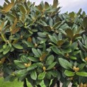 Rhododendron yakushimanum - 6