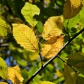 Carpinus betulus - impressie herfstkleur