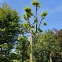 Tilia Tomentosa - 6