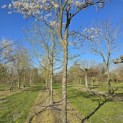 Amelanchier lamarckii - Foto 7