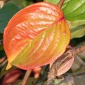 Cornus Mas